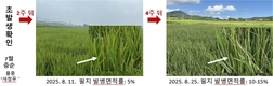 농촌진흥청, 벼흰잎마름병 저항성 벼 품종 현장 평가회 열어