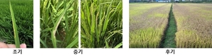 농촌진흥청, 벼흰잎마름병 저항성 벼 품종 현장 평가회 열어