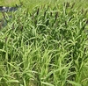 이탈리안라이그라스·사료피 연계, 간척지 풀사료 연중 생산