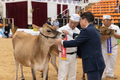 농촌진흥청, 2025 한국홀스타인품평회서 저지종 젖소 수상