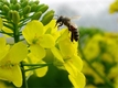유채꽃, 무밀기 꿀벌 먹이원 활용 가능