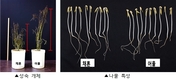 농촌진흥청, 기계수확 적합한 녹두 ‘채흔’ 개발