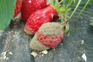 겨울철 시설 병해충 방제① ‘살균제특집’
