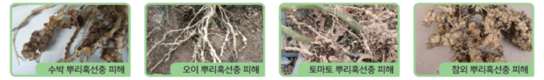 뿌리혹선충피해, 경농 ‘네마킥’으로 해결책 제시