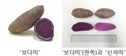 자색고구마 신품종 ‘보다미’, 현장 평가회 열려