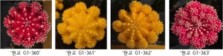 꽃처럼 화려한 접목선인장, 수출 유망 품종 찾는다