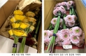 “재배는 편하게, 꽃은 화려하게” 새 거베라 반응 좋아