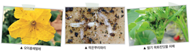 겨울철 시설 병해충 방제② ‘해충관리’