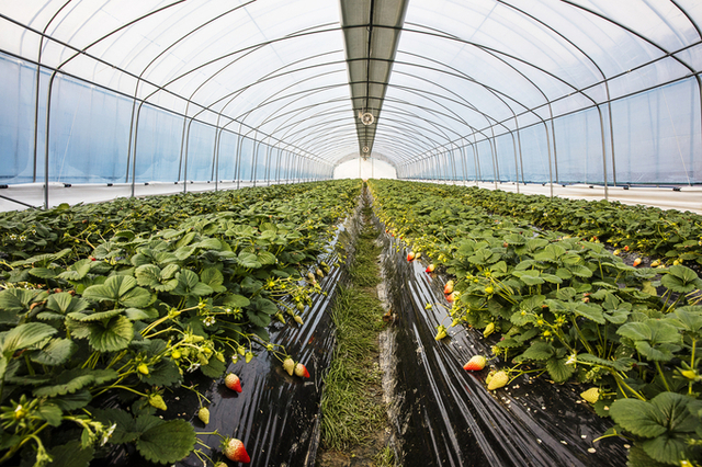 겨울철 시설 병해충 방제② ‘해충관리’