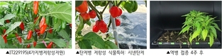 농촌진흥청, ‘병에 강한 고추’ 바탕 될 유전자원 발굴