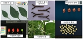 농촌진흥청, ‘병에 강한 고추’ 바탕 될 유전자원 발굴