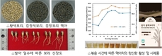 농촌진흥청, 항산화 활성 높인 ‘맥아차’ 제조기술 개발