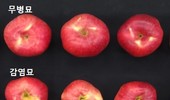 무병묘 기술로 과수 산업 판 바꾼다. 품질 향상, 소득 증가