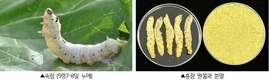 단백질 고함량 ‘홍잠(弘蠶)’, 체중 감소에 효과