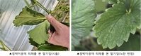 딸기 점박이응애 수확기 밀도 급증할 수 있어, 초기 방제 필수