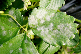 고온다습한 환경과 약제 내성, 환경 변화로 인해 빠르게 확산될 수 있는 ‘흰가루병’