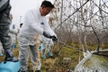 농촌진흥청, 충남 예산 농가 찾아 과수 동해 예방 점검
