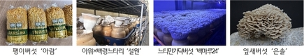 버섯 수출 다변화 시동…신품종·가공 제품으로 판로 넓힌다