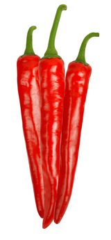 NH농우바이오, 2026년 1월 추천품종