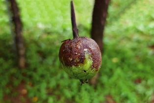 한번 감염되면 큰 피해를 입는 ‘과수 화상병’