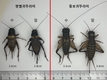 사료 곤충 ‘뚱보귀뚜라미’ 실내 사육 적정 조건 확립