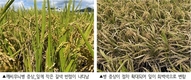 벼 깨씨무늬병, 논 토양관리·규산질 비료로 예방