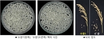 농촌진흥청, 최고품질 벼 품종 ‘수광1’ 추가 등재