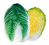 농우바이오 2월 추천품종