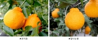 국산 감귤 ‘탐나는봉’ 보호…유전체 기반 식별 기술 마련