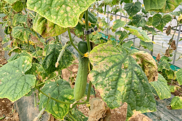 안정적인 수확을 위해 초봄까지 ‘노균병’ 방제 필수