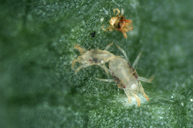 따듯한 봄과 함께 찾아오는 불청객 ‘응애’