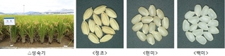 식어도 맛있는 쌀 ‘미호’, 안정 수급 위해 ‘민관 한자리’