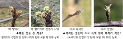 “배·사과 과수원을 지키자” 꽃 피기 전 ‘과수화상병’ 방제 필수