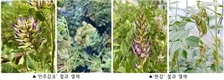 감초 국산화 앞당길 ‘종자 수확 최적 시기’ 밝혀