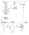 모기에 기생하는 머어미씨드선충의 일생