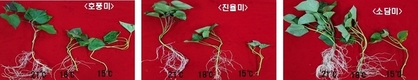 고구마 안정 생산, ‘아주심기’ 전후 철저한 관리가 핵심
