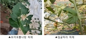토마토뿔나방·잎굴파리 혼동 주의, 정확한 구분이 피해 줄여