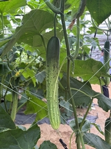 오이 정식기, 품종 선택이 수량을 좌우한다!