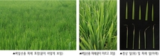 ‘벼 키다리병’, ‘벼잎선충’ 예방, 종자 선별과 소독 필수