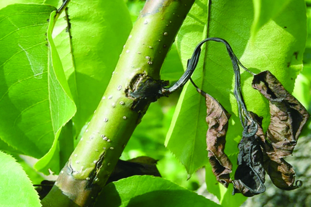 ‘과수 화상병’의 피해를 줄이는 방법은 정밀예찰과 적기 방제뿐