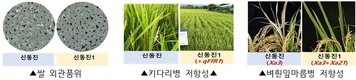 ‘신동진1’ 질소비료 감축…농가 경영비 줄이고, 쌀 품질 높인다