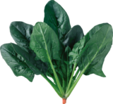 동오시드, 여름철 관리 걱정 줄인 시금치 품목 주목