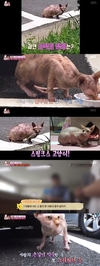 ‘동물농장’ 전문가가 아니면 분간하기가 조금 어려울 정도로 닮았다.
