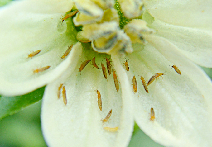 무더운 여름 빠르게 번식하는 총채벌레와의 정면승부 - 뉴스 썸네일 이미지