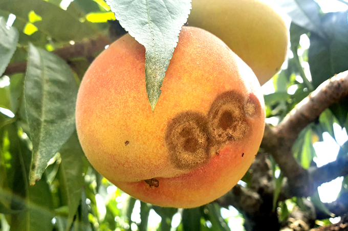 고온다습한 여름 탄저병에 대비하자 - 뉴스 썸네일 이미지