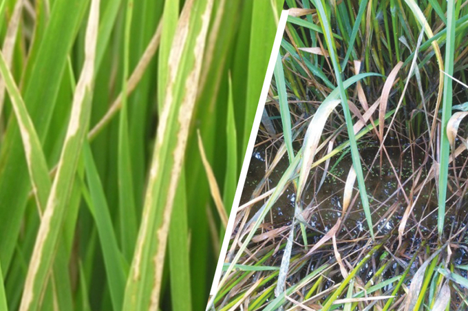 벼 생육 후기 주요 병해 관리 철저 - 뉴스 썸네일 이미지