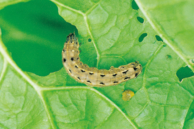 고온과 가뭄속 여름철 나방류 비상! - 뉴스 썸네일 이미지