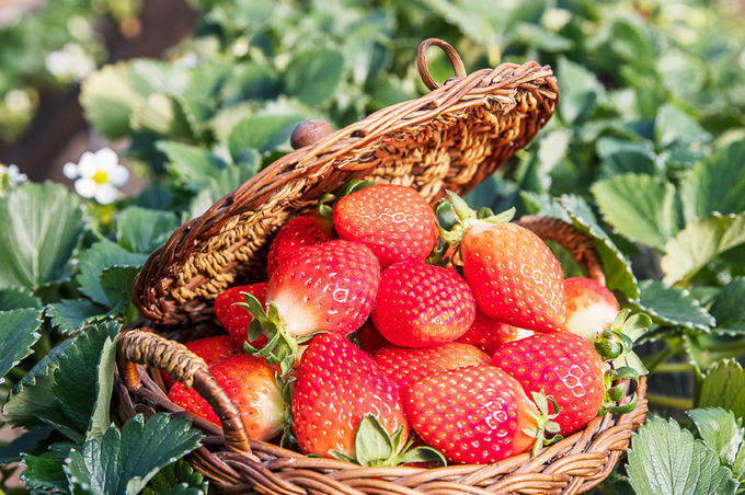 장마 이후 이상고온으로 딸기 병해충 비상! - 뉴스 썸네일 이미지