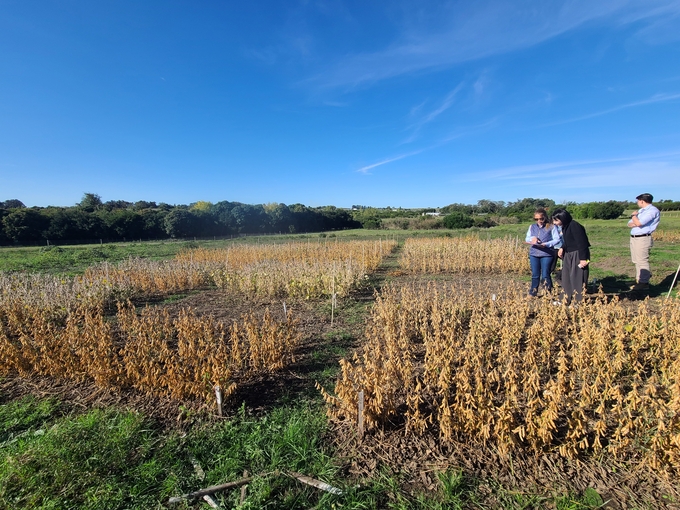 농촌진흥청, 남미서 생명공학기술로 '가뭄에 강한 콩' 개발 한창 - 뉴스 썸네일 이미지