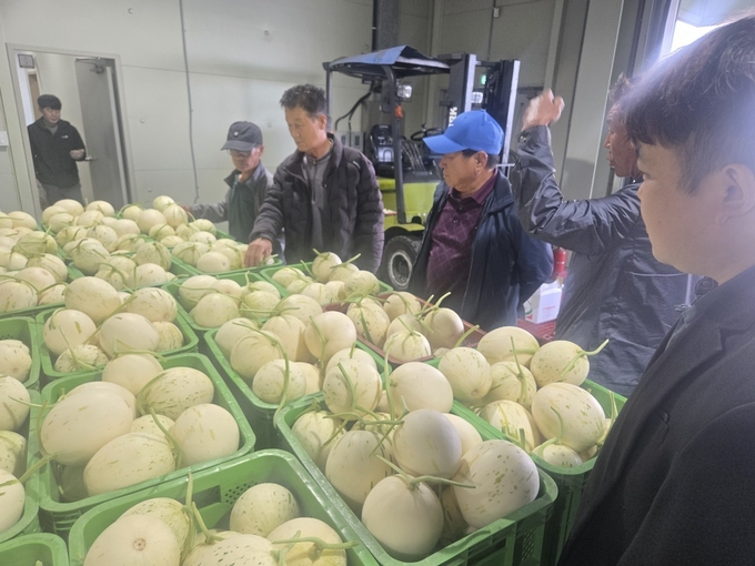 아시아종묘, 함안 백자멜론 '실버스타' 2026년 첫 출하 - 뉴스 썸네일 이미지